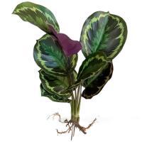 Растение искусственное "Калатея с корнями" , 47 см