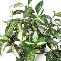 Растение искусственное "Cordyline Bush"