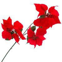 Цветок искусственный "Пуансеттия" (ткань), 68см