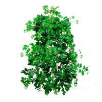 Растение искусственное "Циссус Ампельный", 639 листьев, 120 см