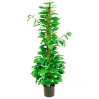 Растение искусственное "Потос на стволе", 250 листьев, H121 см