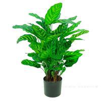 Растение искусственное "Калатея" в кашпо,65 веток, H78 см